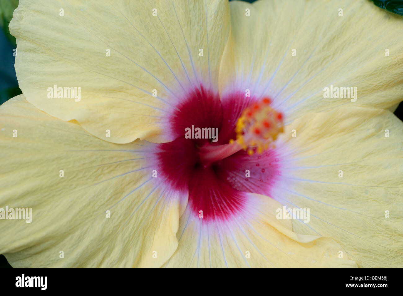 Hibiscus Rosa-Sinensis, chinesischer Hibiskus Stockfoto