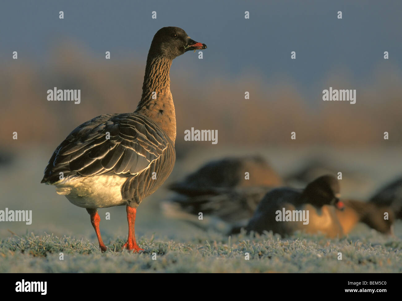 Pink-footed Goose (Anser Brachyrhynchus) im winter Stockfoto