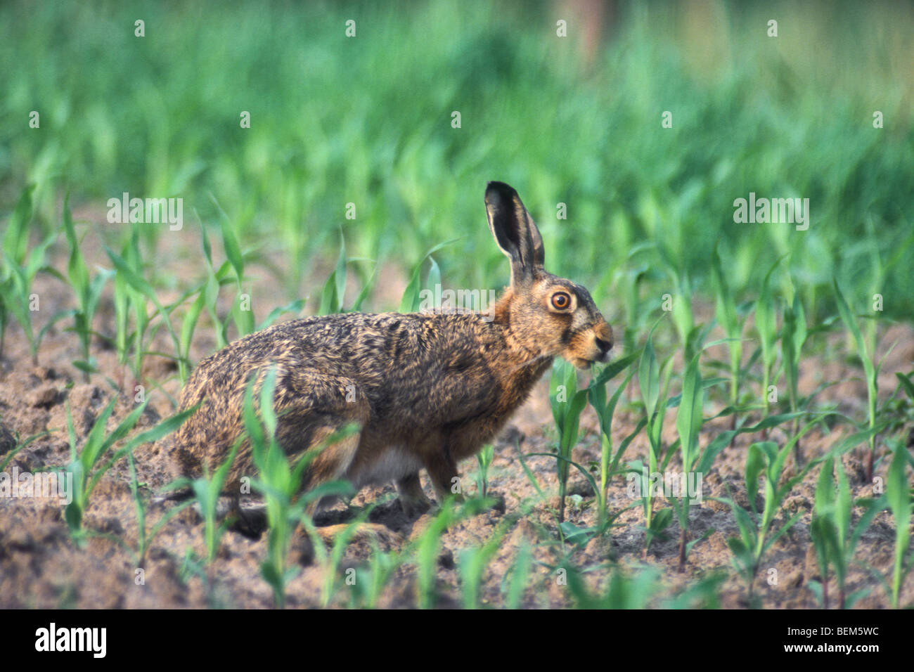 Europäische / Feldhasen (Lepus Europaeus) Essen aus Ernte in Feld, Belgien Stockfoto