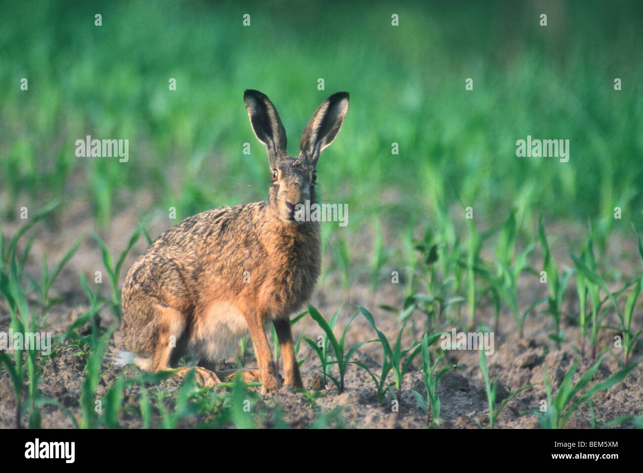 Europäische / Feldhasen (Lepus Europaeus) Essen aus Ernte in Feld, Belgien Stockfoto