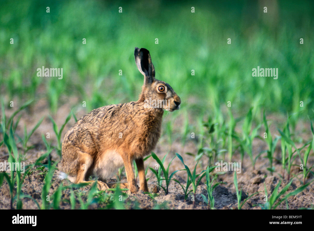 Europäische / Feldhasen (Lepus Europaeus) Essen aus Ernte in Feld, Belgien Stockfoto