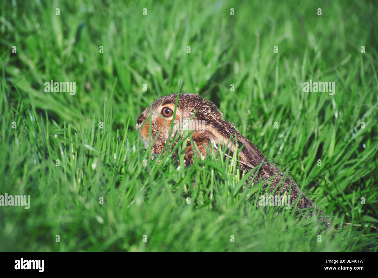 Feldhase Leveret Gras (Lepus Europaeus), Belgien Stockfoto