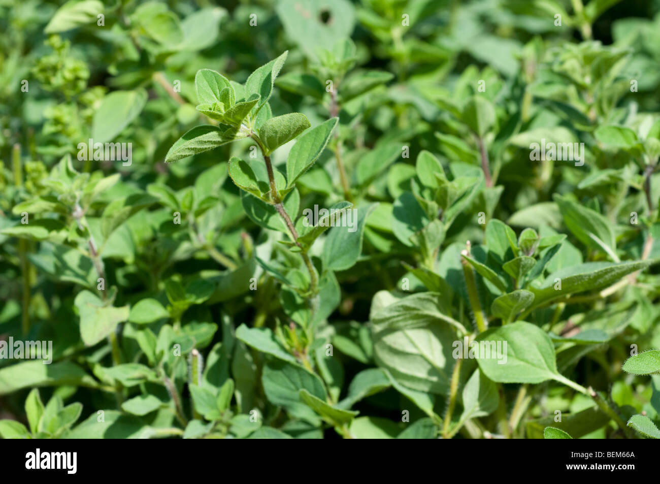 Oregano Griechisch Origanum Vulgare Hirtum Griechisch Stockfoto