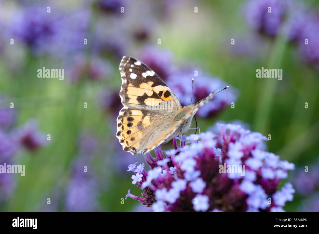 Distelfalter Schmetterling auf Eisenkraut Blume Stockfoto