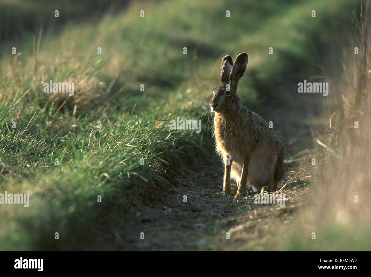 Hase (Lepus Europaeus) Weg, die Niederlande Stockfoto