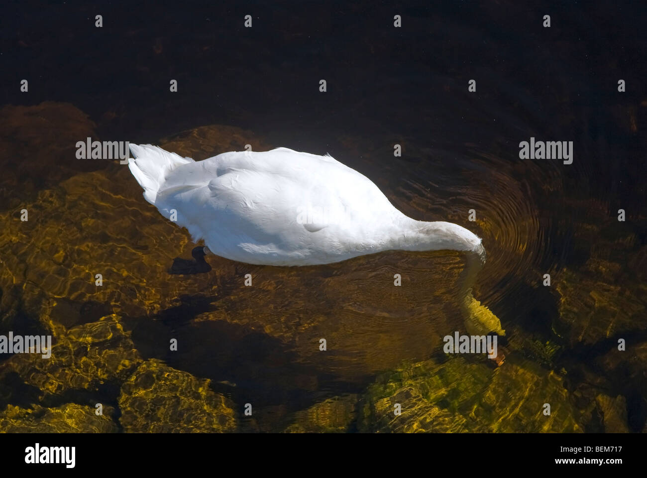 Höckerschwan Fütterung auf dem Fluss Shannon, Limerick City, Irland Stockfoto