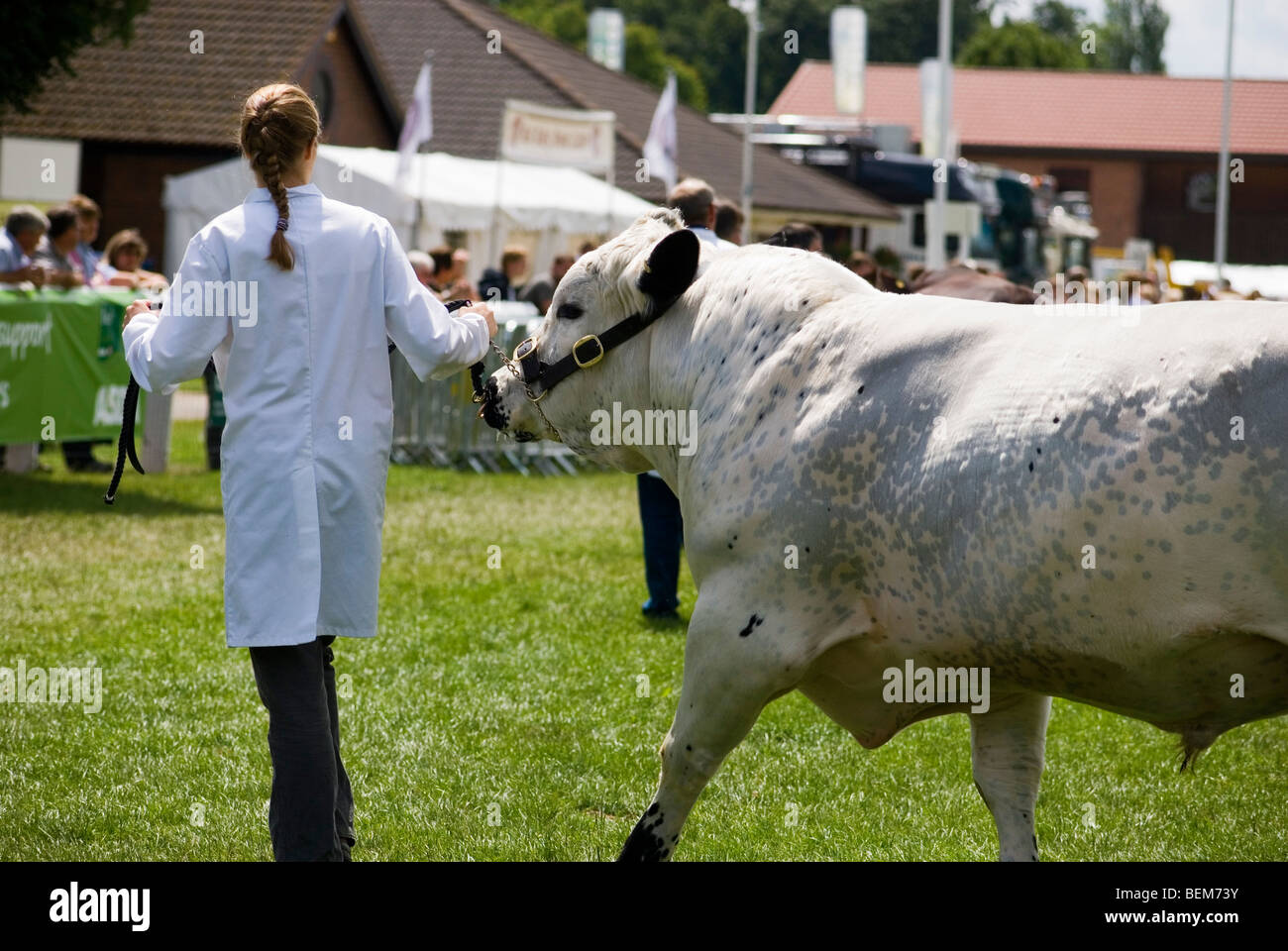 Weibliche Handler ausstellenden belgische blaue Elefant im Show Ring Stockfoto