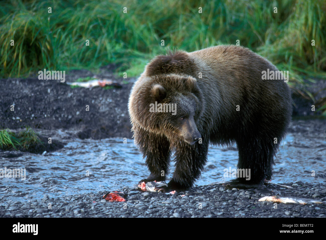 Ursus arctos middendorffi -Fotos und -Bildmaterial in hoher Auflösung