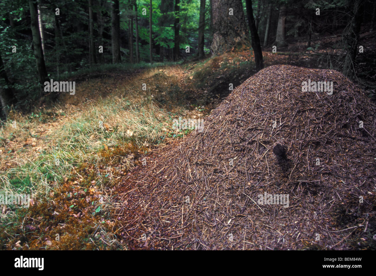 Waldameise (Formica Rufa) Nest / Ameisenhaufen auf Waldboden, Ardennen, Belgien Stockfoto