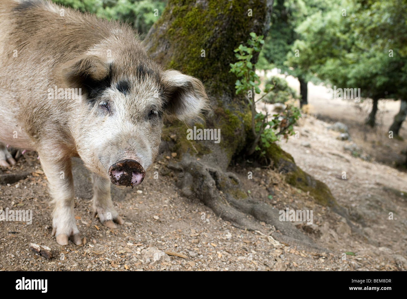 Wildschwein in Sardinien, Italien Stockfoto