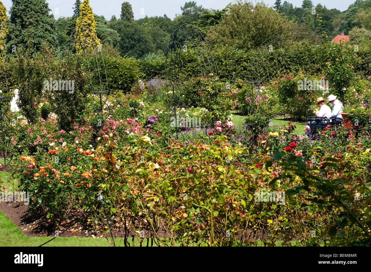 Rosengarten, Wisley Garden, Surrey, UK Stockfoto