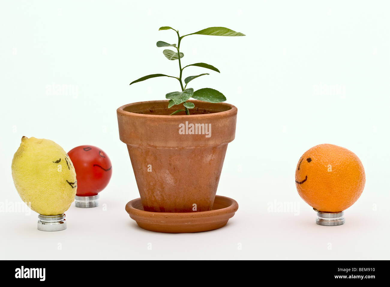 Gelbe Keylime, orange und kleine Tomate rund um ein neues Wachstum Baum Stockfoto