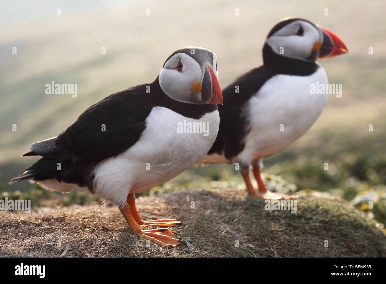 Skomer Island Papageientaucher Stockfoto