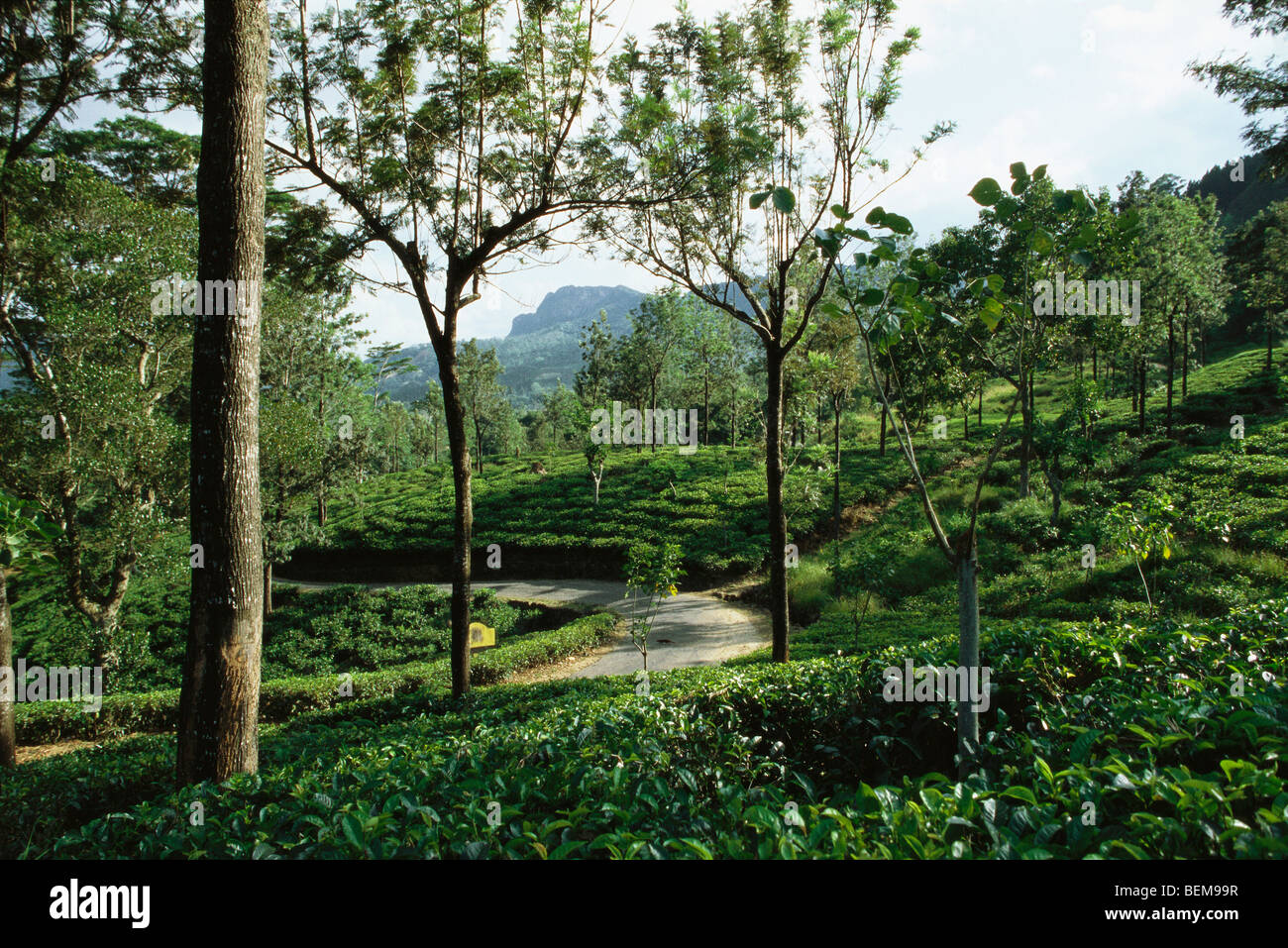 Teeplantage, Mungo Kreuzung Weg in Ferne, Darjeeling, Indien Stockfoto