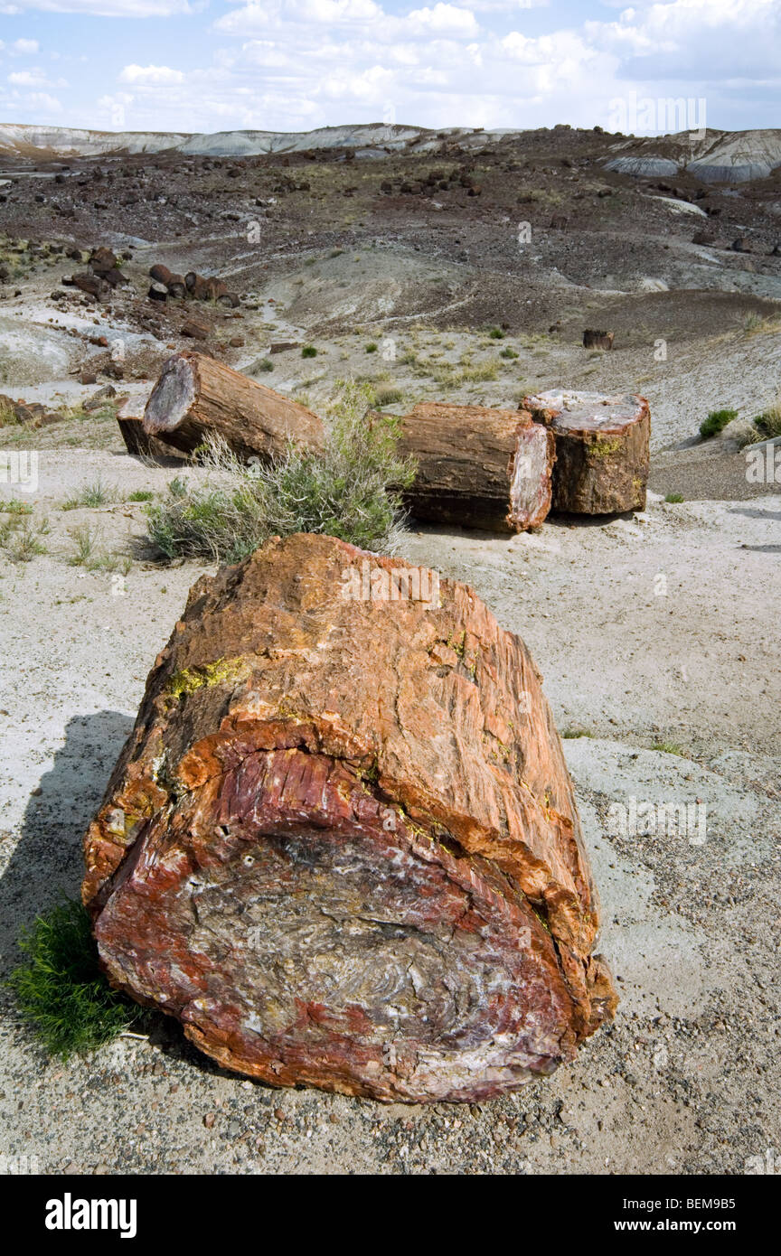 Querschnitt von versteinertem Holz zeigt bunte Kristallmuster, Painted Desert und Petrified Forest National Park, Arizona Stockfoto