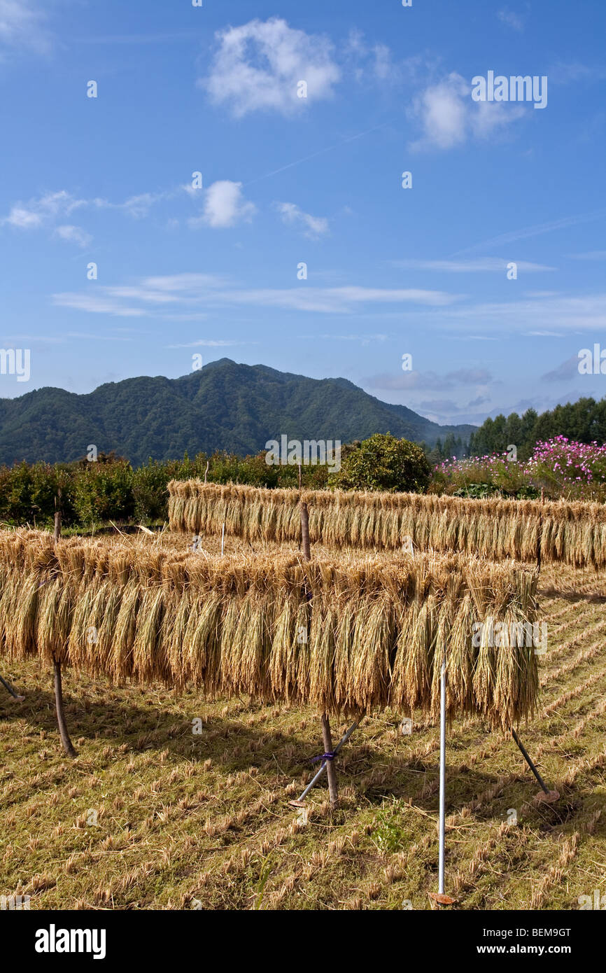 Reis während des Prozesses der Ernte in Japan Stockfoto