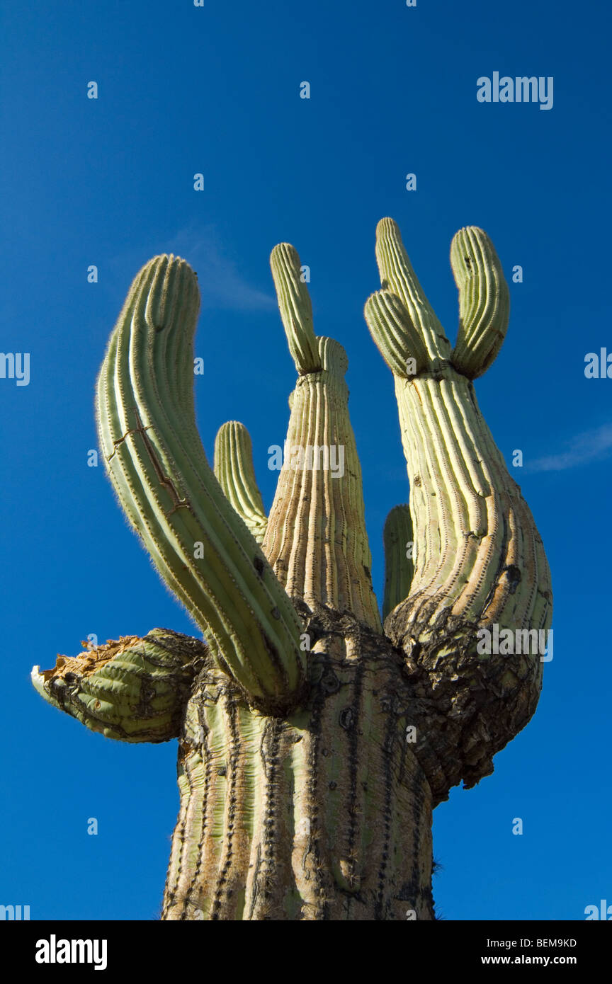 Saguaro-Kaktus (Carnegiea Gigantea) in der Sonora-Wüste, Organ Pipe Cactus National Monument, Arizona, USA Stockfoto