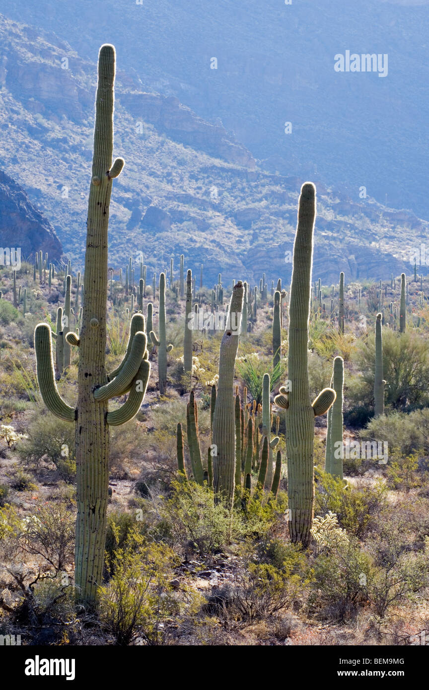 Saguaro-Kaktus (Carnegiea Gigantea) in der Sonora-Wüste, Organ Pipe Cactus National Monument, Arizona, USA Stockfoto
