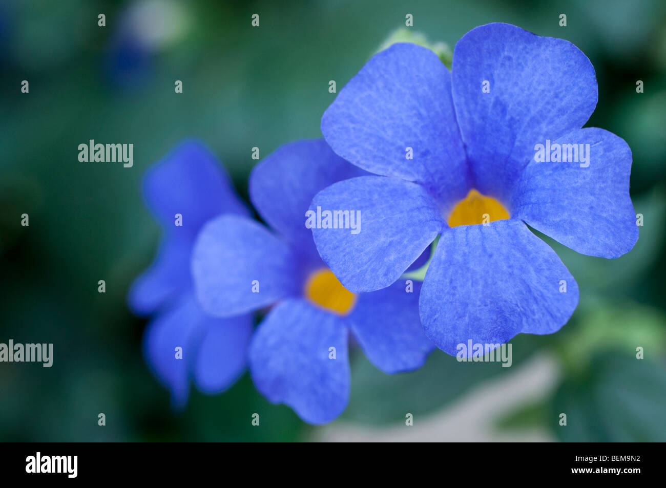 Thunbergia Togoensis, Togo Thunbergia Bengal Uhr Ranke Blumen Stockfoto