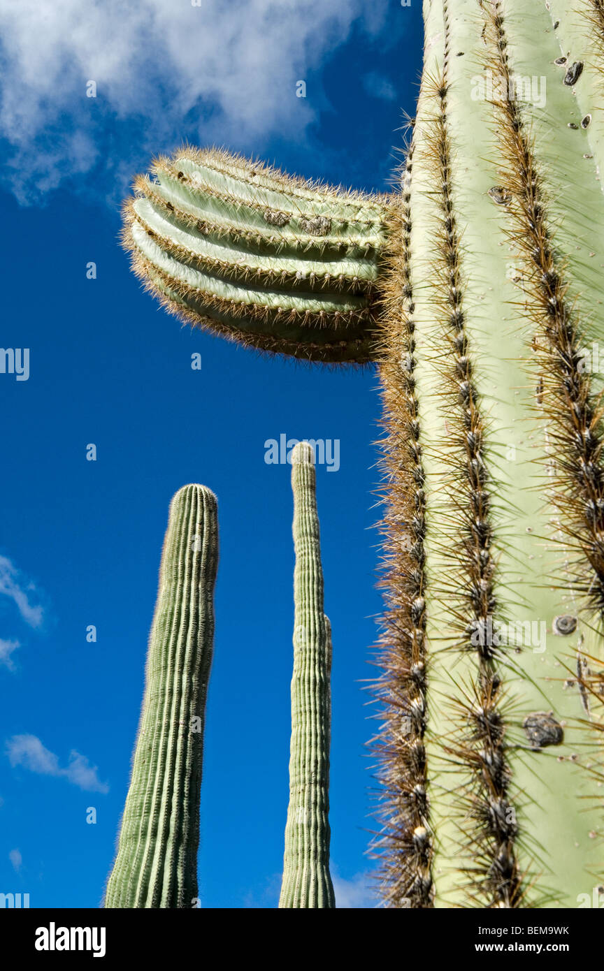 Nahaufnahme des Saguaro Kaktus (Carnegiea Gigantea) in der Sonora-Wüste, Organ Pipe Cactus National Monument, Arizona, USA Stockfoto