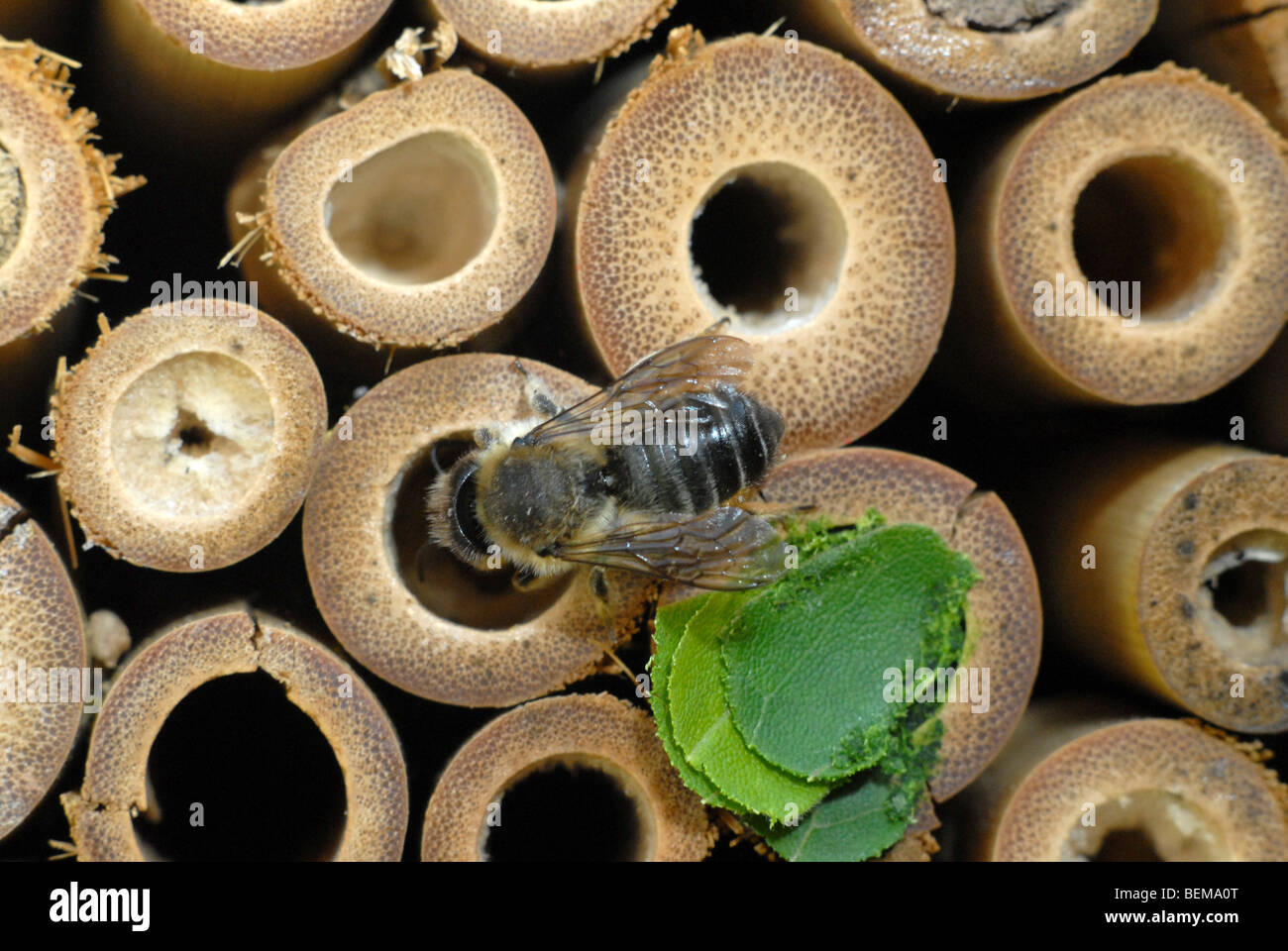 Ein Leafcutter Biene, Megachile Centuncularis, auf einem Bambus-Heimat für Solitäre Bienen. Stockfoto