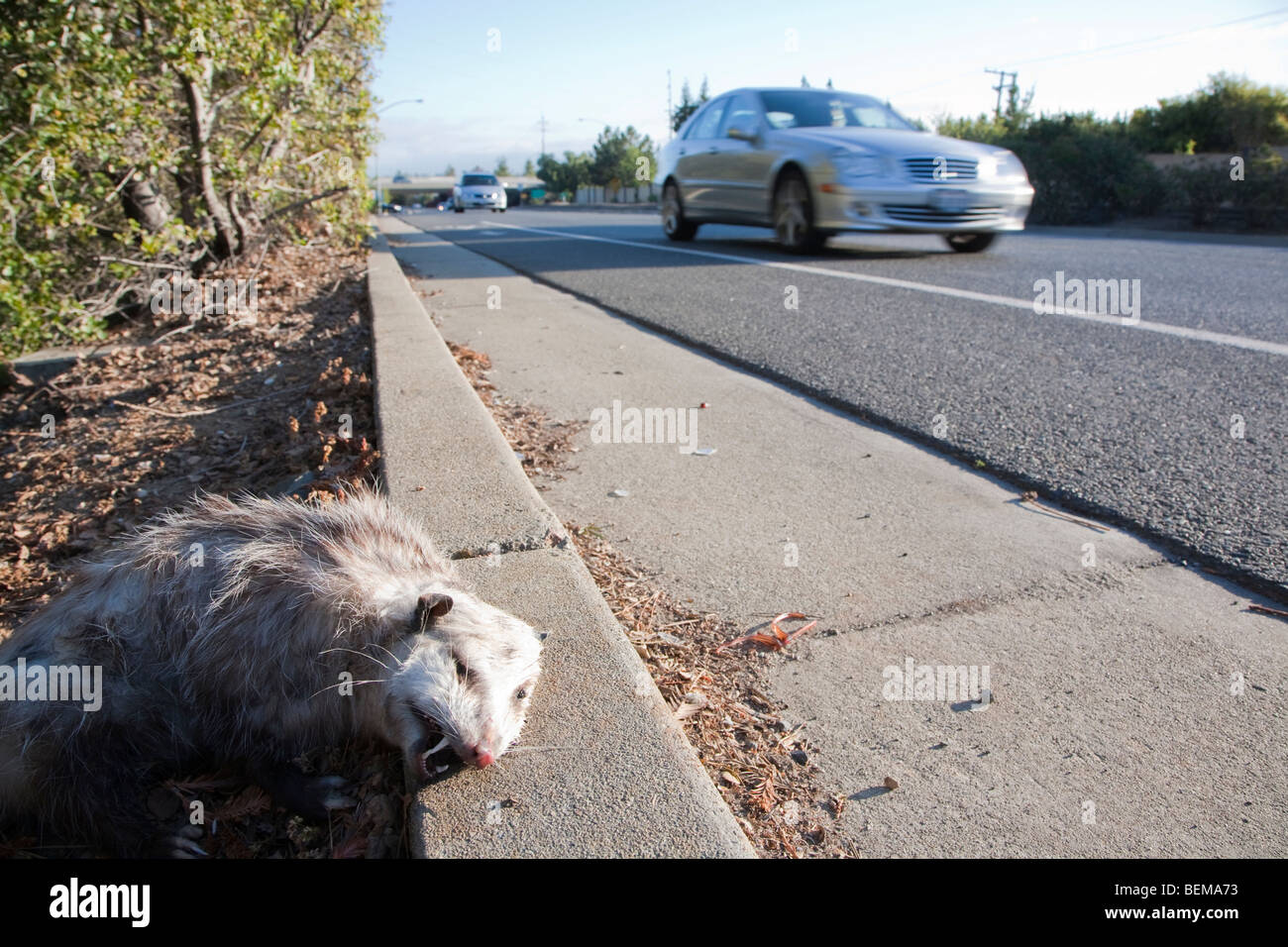 Einem niedrigen Winkel Blick auf einen Roadkill Possum am Straßenrand. Ein Auto im Hintergrund. Cupertino, Kalifornien, USA Stockfoto