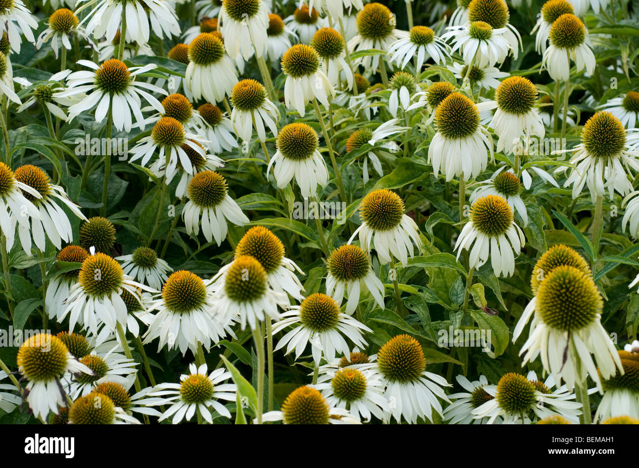 Echinacea Purpurea WHITE SWAN Stockfoto