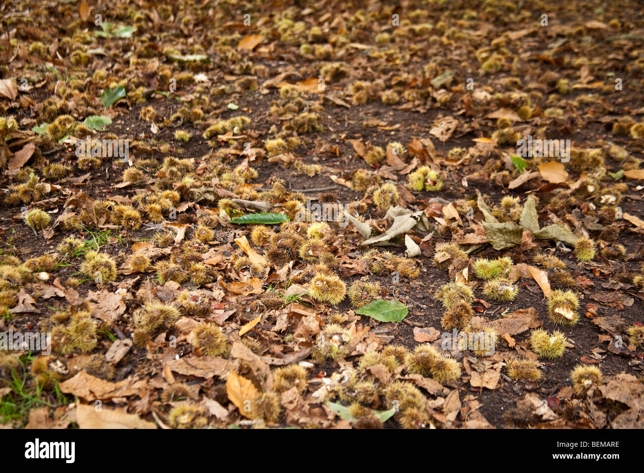 Süße Kastanien Wanstead Park, London, England. Stockfoto