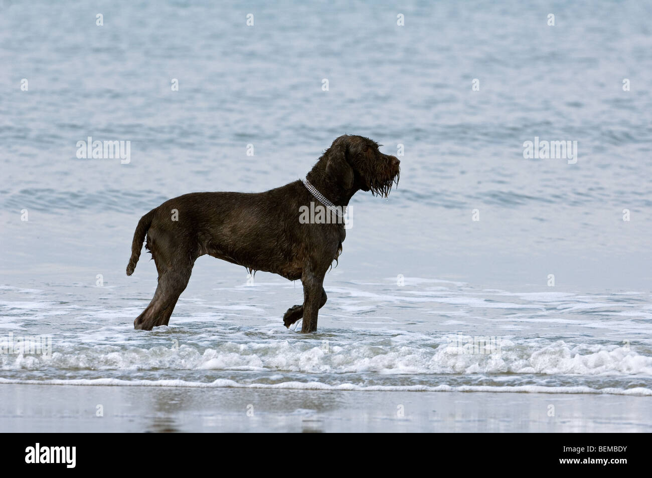 Deutsch Drahthaar (Canis Lupus Familiaris) spielen im Wasser entlang der Nordseeküste Stockfoto