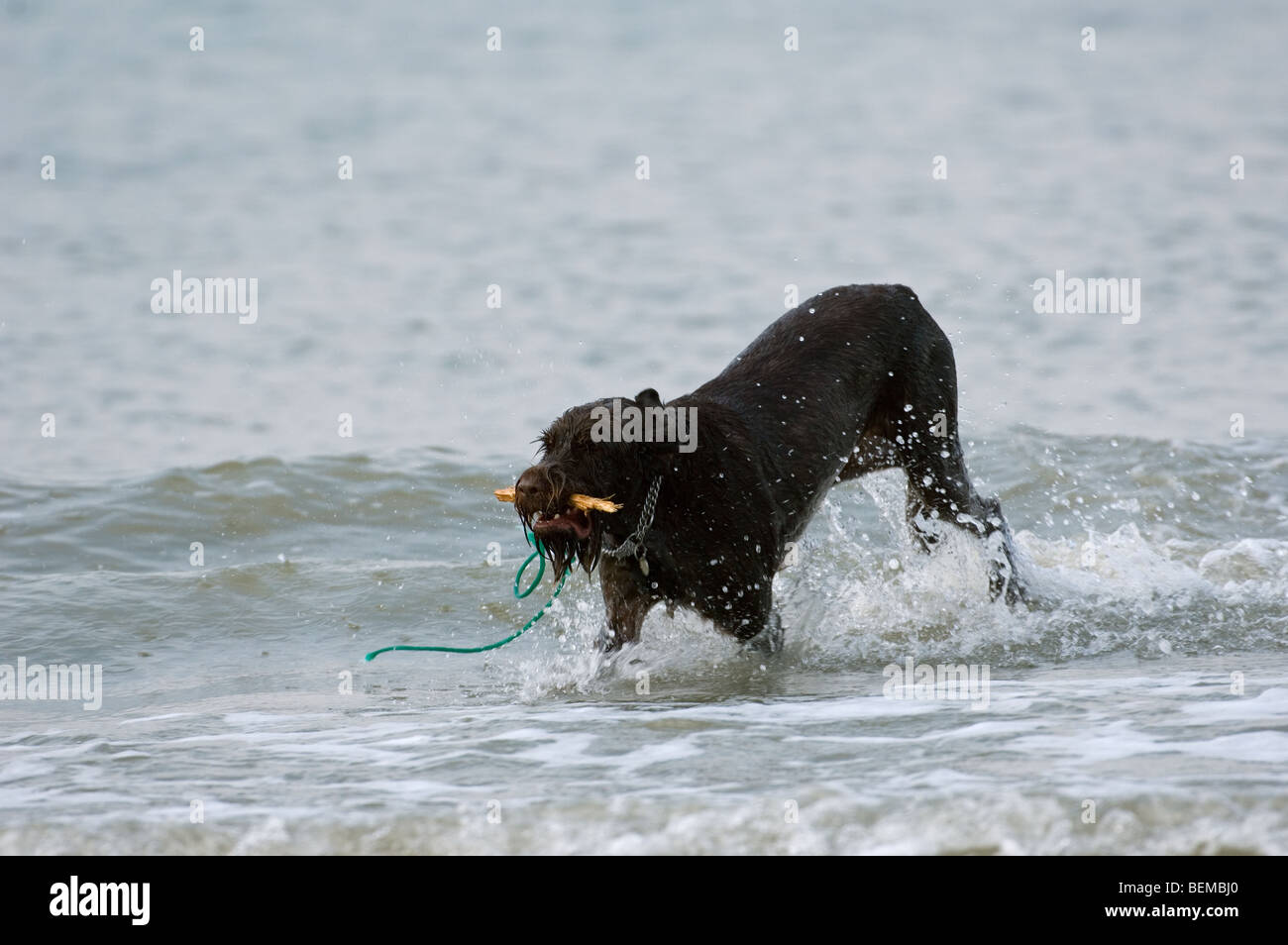 Deutsch Drahthaar (Canis Lupus Familiaris) spielen und laufen mit Stock im Wasser entlang der Nordseeküste Stockfoto