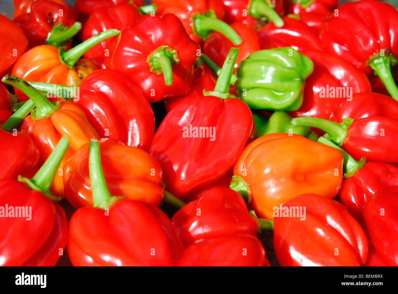 Habanero Chili Capsicum chinense Stockfoto
