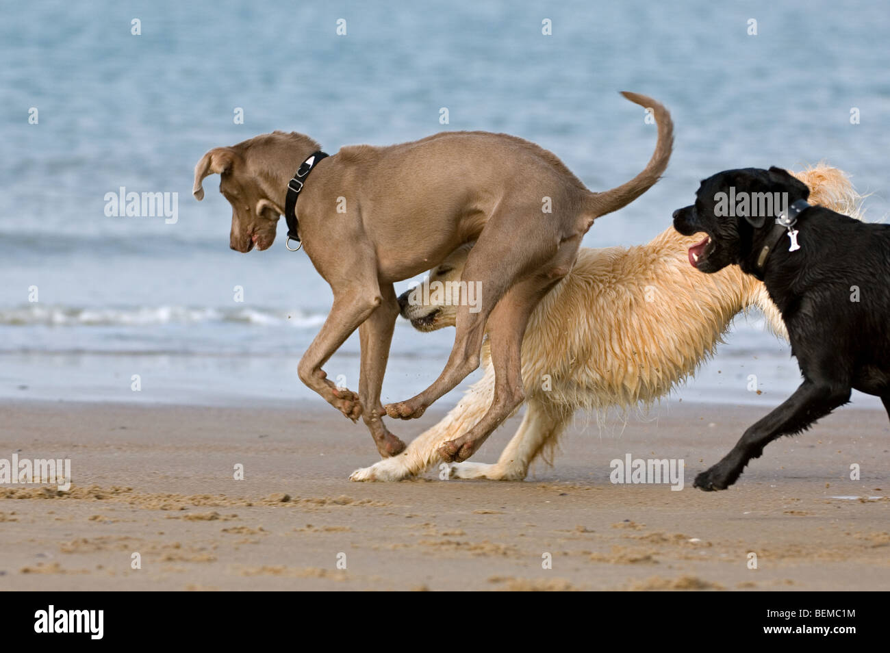 Spielerische Golden Retriever und Labrador Retriever spielen mit anderen Hund am Strand an der Nordsee-Küste Stockfoto