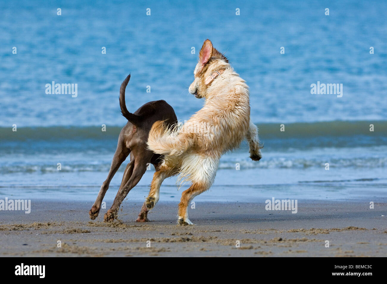Golden Retriever spielen mit anderen Hund am Strand an der Nordsee-Küste Stockfoto