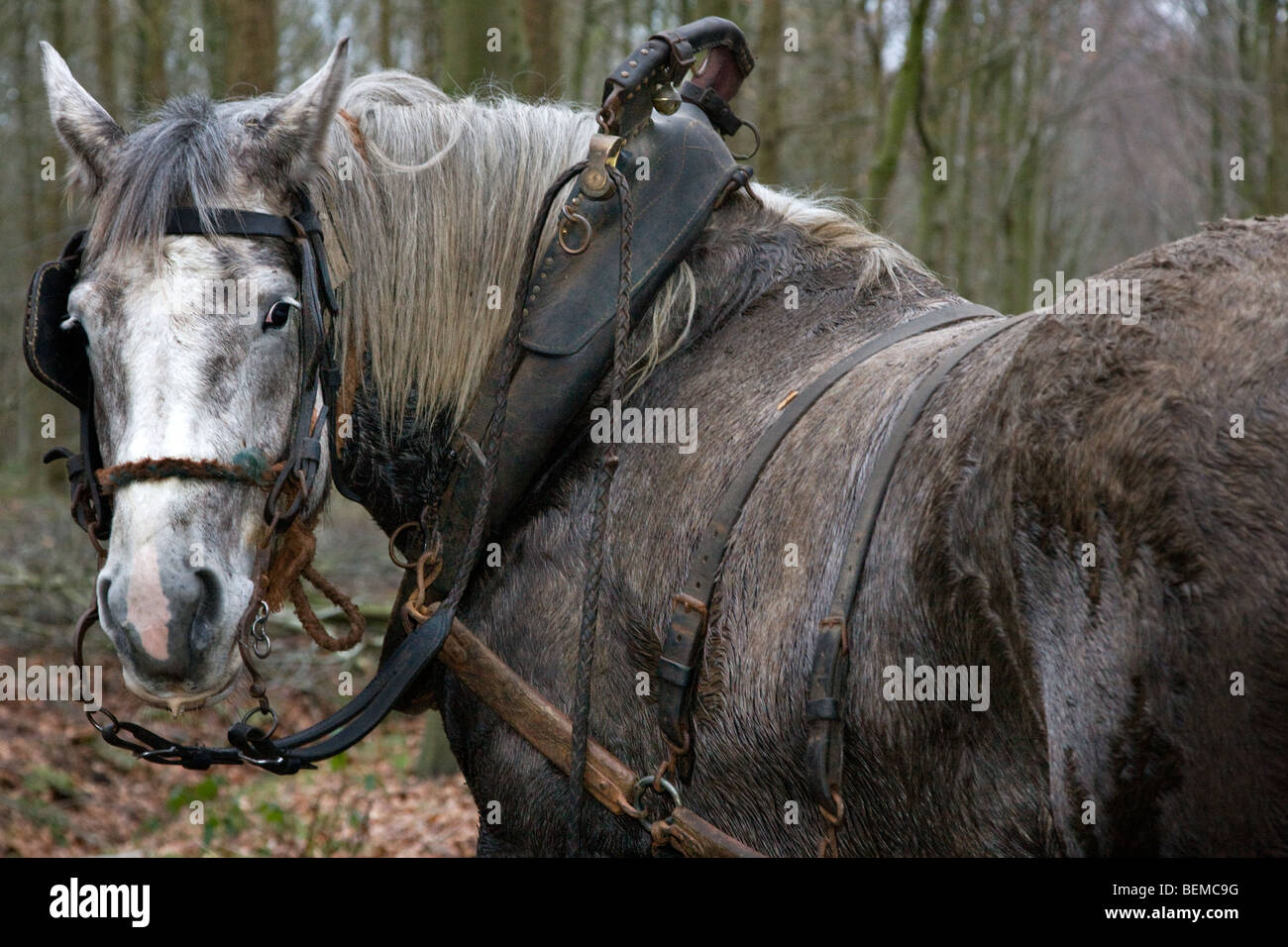 Nahaufnahme von Zugpferd (Equus Caballus) mit Kabelbaum, Belgien Stockfoto