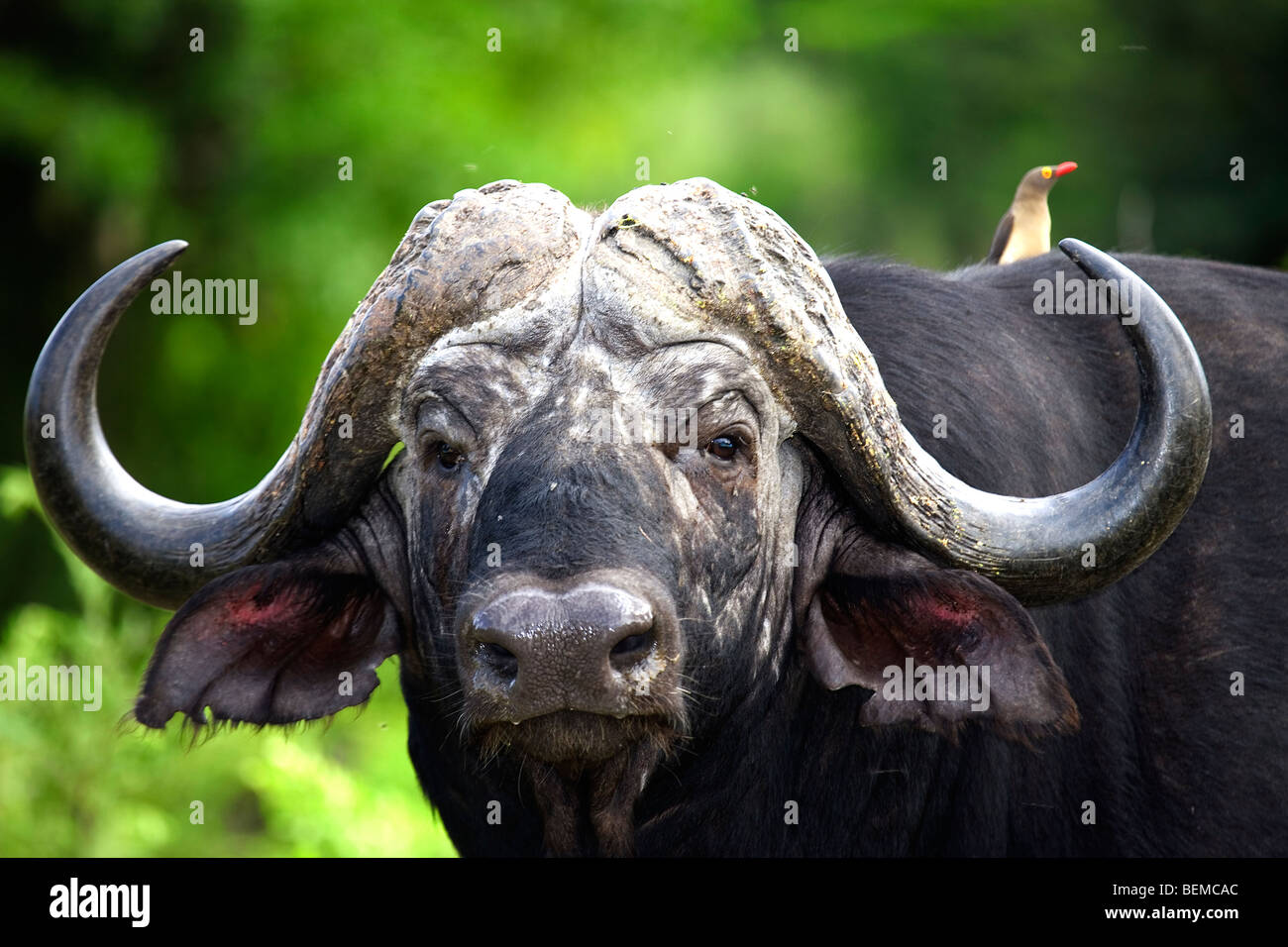 Buffalo-Portrait Stockfoto
