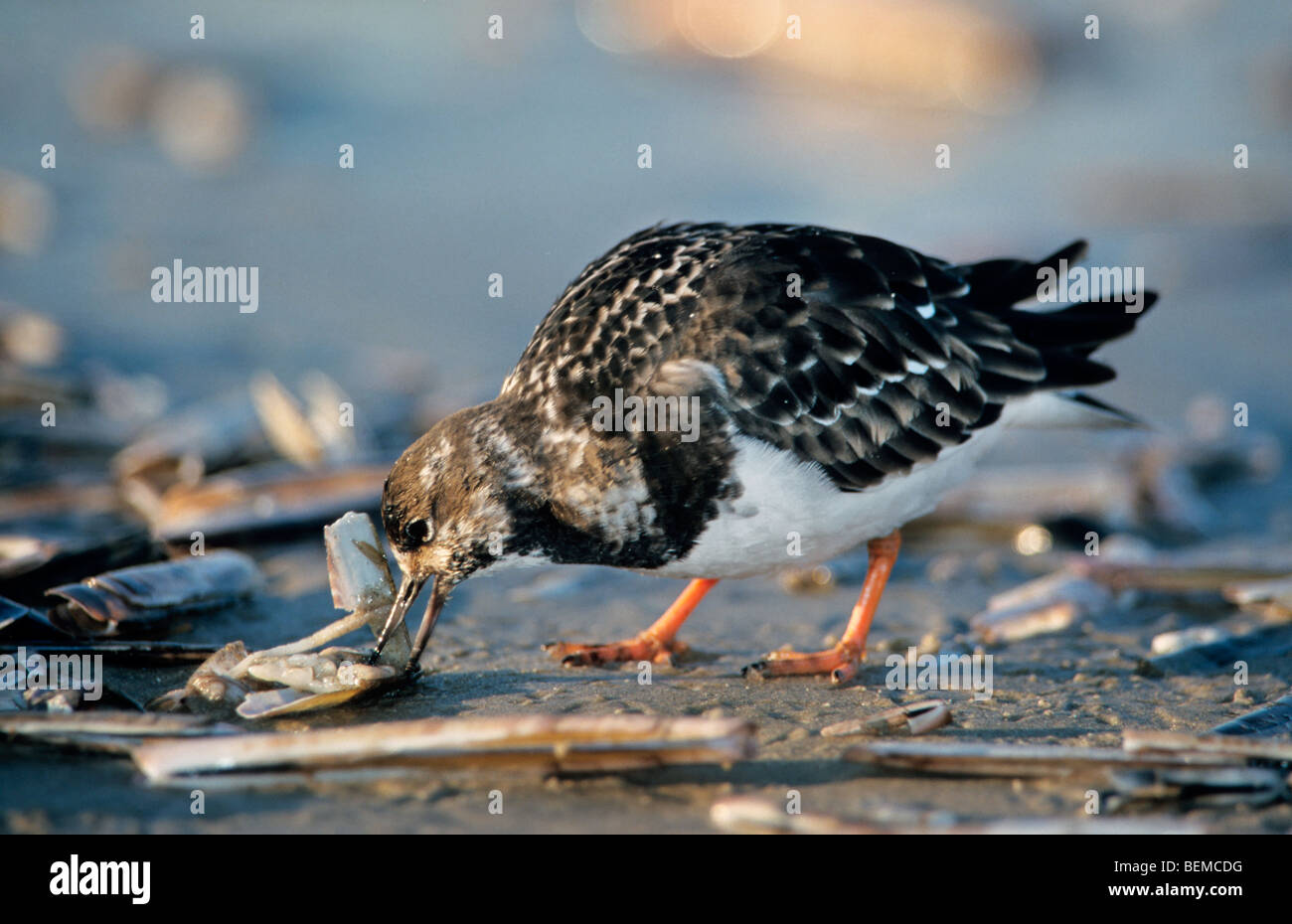 Nahrungssuche rötliche Steinwälzer (Arenaria Interpres) am Strand Essen Molluske von Shell, Belgien Stockfoto