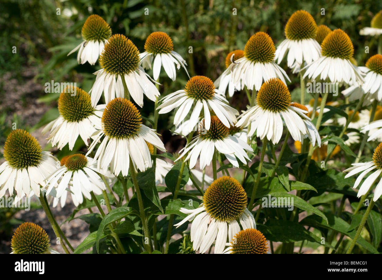 Echinacea Purpurea WHITE SWAN Stockfoto