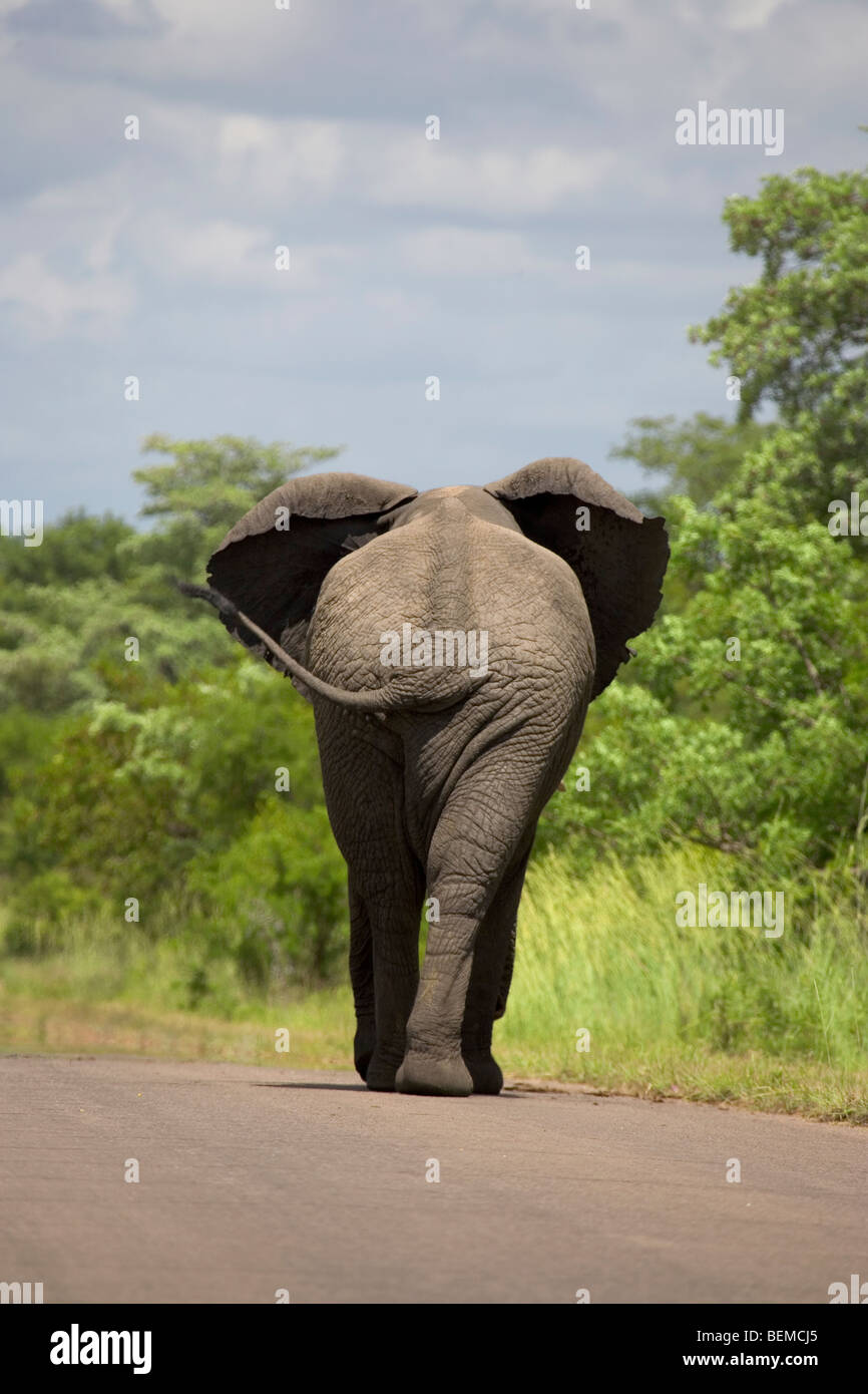 Elefanten gehen auf Teerstraße, Krüger-Nationalpark Stockfoto