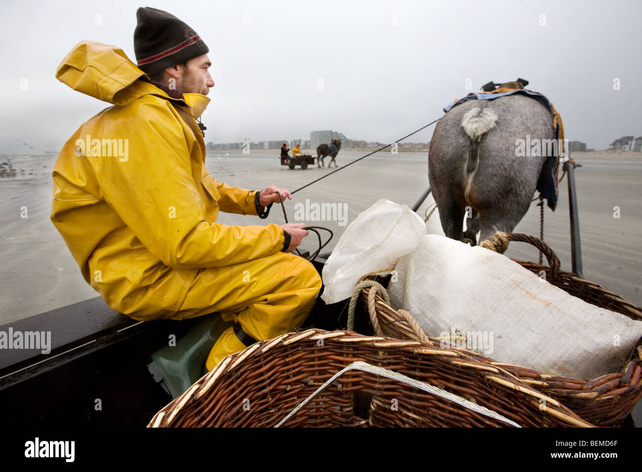 Garnelenfischerin im Warenkorb und Tiefgang Pferd (Equus Caballus) Angeln für Garnelen entlang der Nordseeküste, Oostduinkerke, Belgien Stockfoto