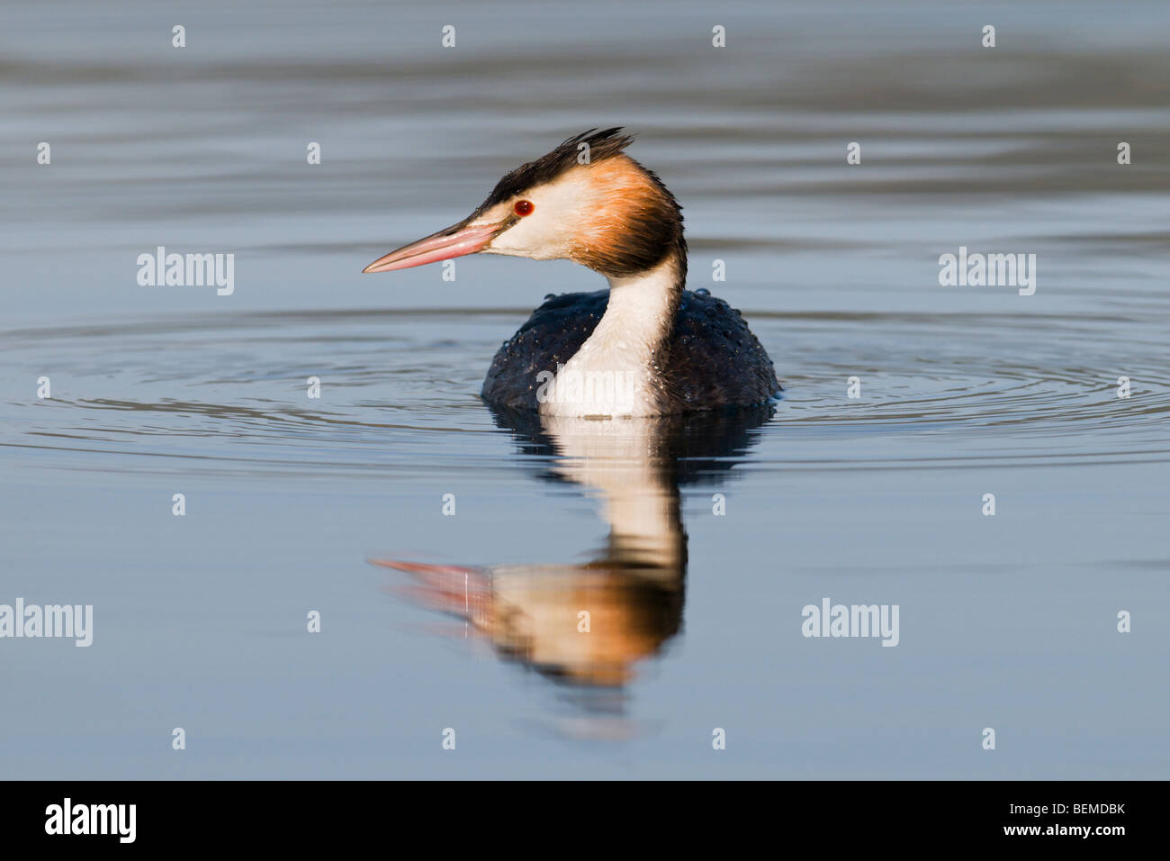 Haubentaucher mit Reflexion Stockfoto