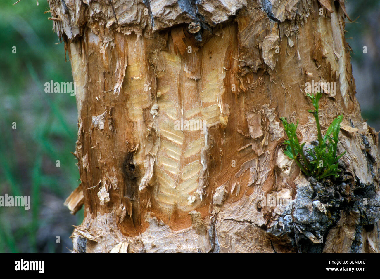 Nagen Zahnabdrücke auf Baum von Biber (Castor Canadensis), Grand-Teton-Nationalpark, Nordamerika, USA Stockfoto