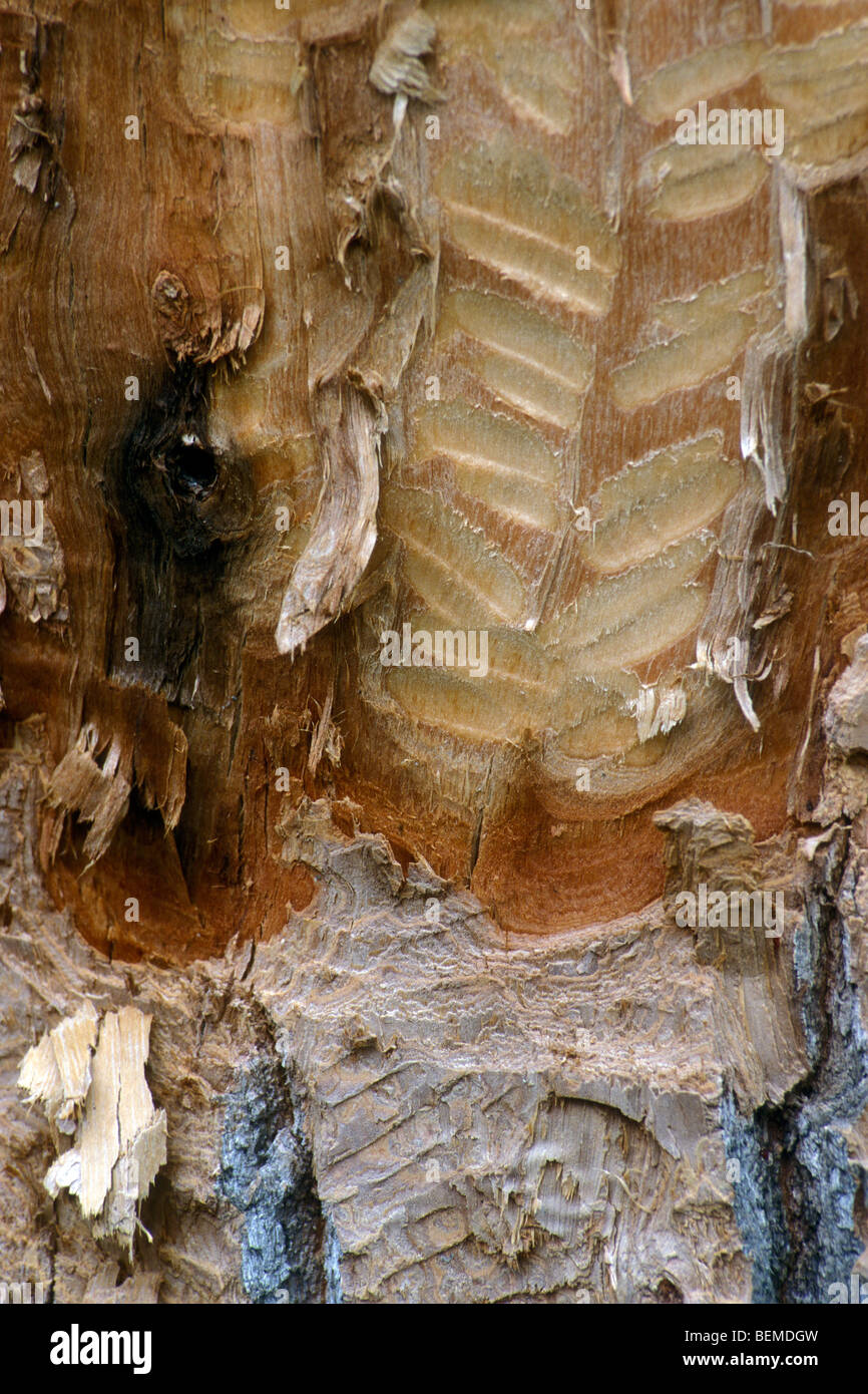 Nagen Zahnmarkierungen auf Baum von Biber (Castor Canadensis), Grand-Teton-Nationalpark, Nordamerika, USA Stockfoto