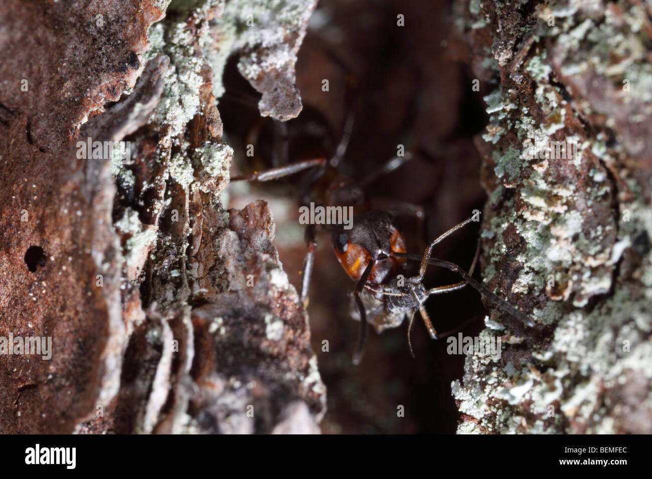 Eine Ameise Formica Rufa-Formica Polyctena Gruppe tragen eine tote Blattlaus. Stockfoto