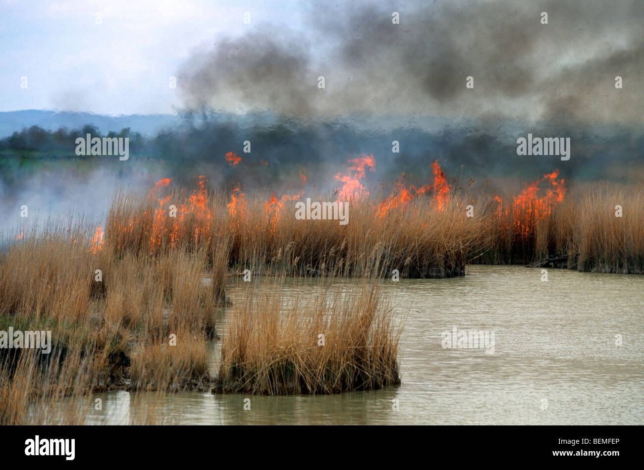Kontrollierte Verbrennung von Schilf in Schilfbeetes im Feuchtgebiet des Naturschutzgebietes Stockfoto
