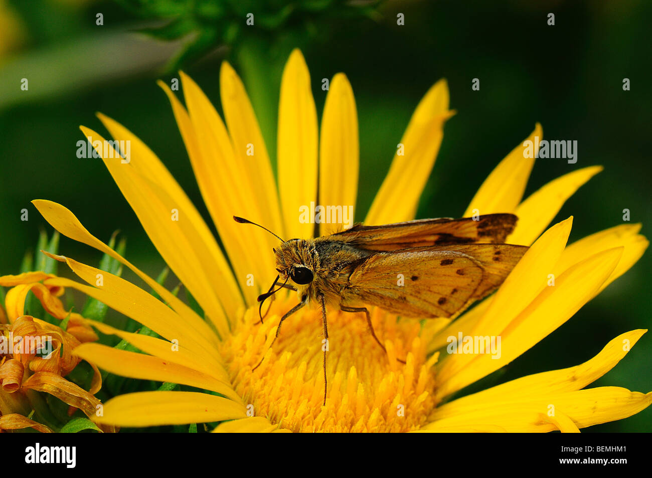 Feurige Skipper Fütterung auf einer Säge-Blatt Daisy Blume Stockfoto