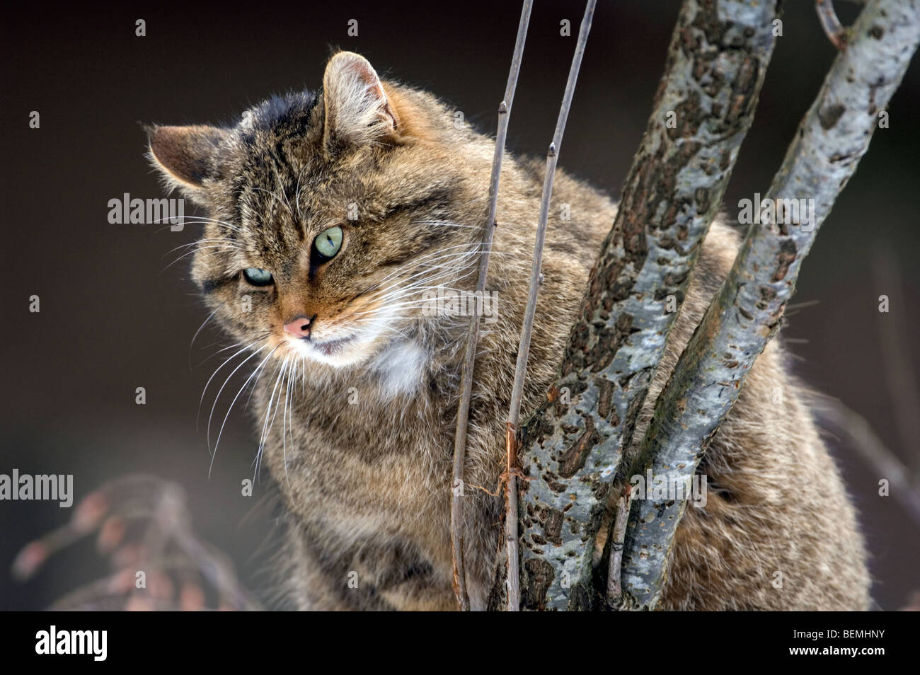 Europäische Wildkatze / Wildkatze (Felis Silvestris) close-up zeigt dicke Winterkleidung Mantel, Schottisches Hochland, Schottland, UK Stockfoto