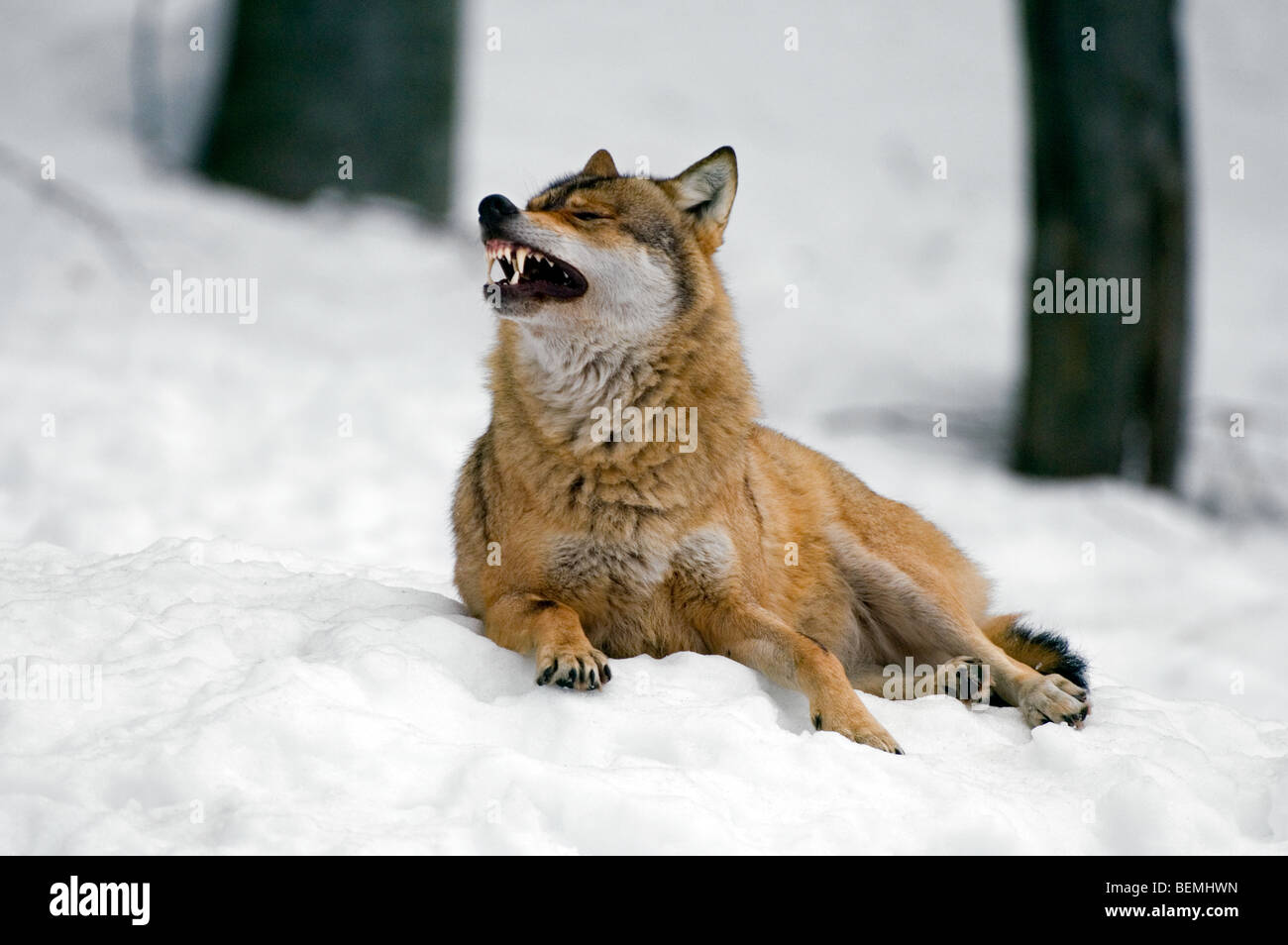 Europäischer Grauwolf (Canis Lupus) zeigt Zähne und knurrt im Schnee im Winter, Bayerischer Wald, Deutschland Stockfoto