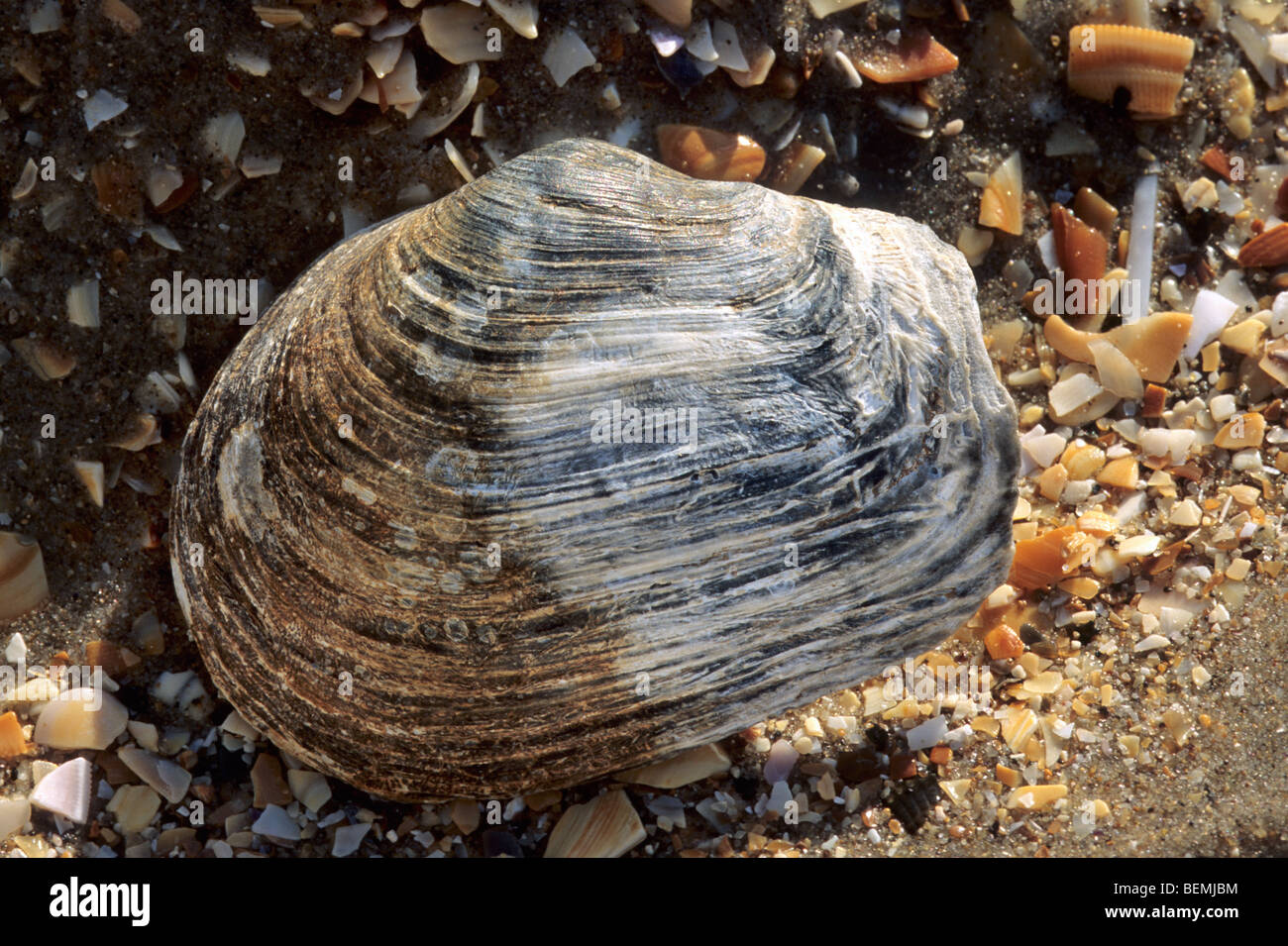 Stumpfes Loch (Mya Truncata) am Strand Stockfoto