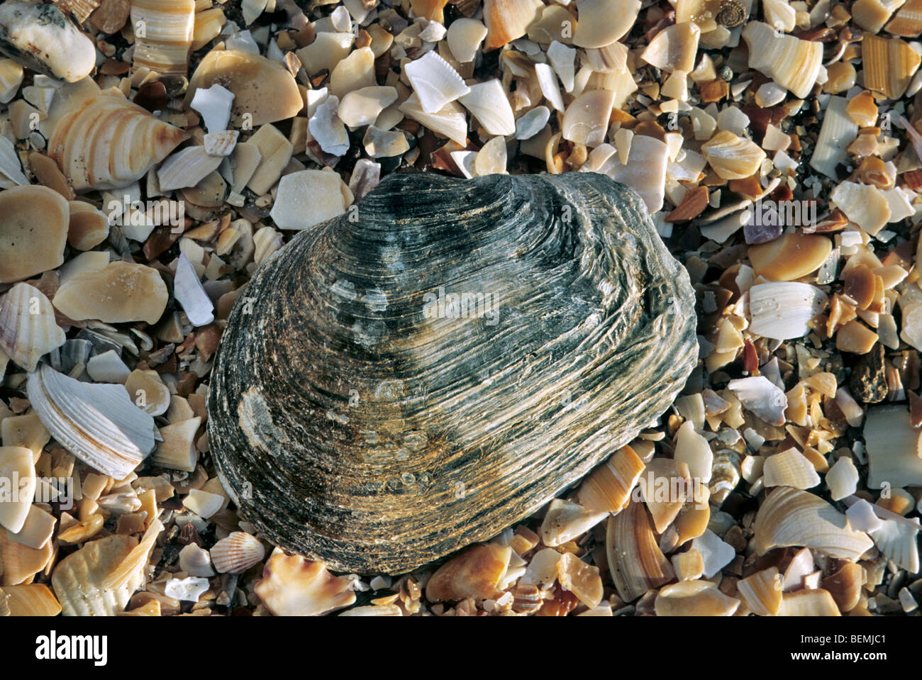 Stumpfes Loch (Mya Truncata) am Strand Stockfoto