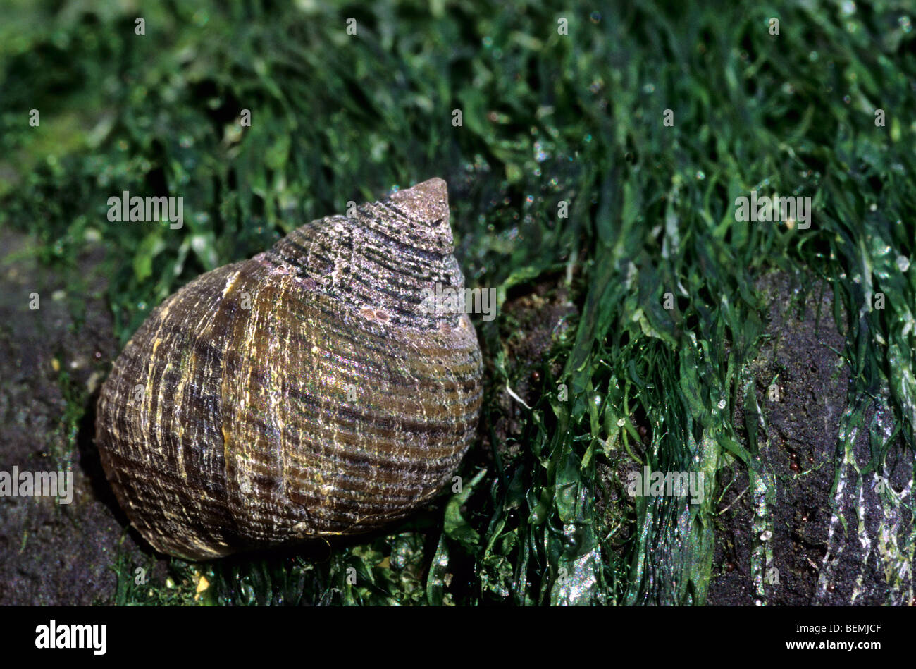 Gemeinsamen Strandschnecke (Littorina bei) unter Algen, Belgien Stockfoto
